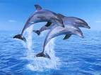 des dauphins